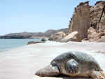 Hotels in Ras al Hadd Beach Oman