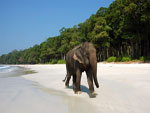 Elephant Beach Andaman and Nicobar Islands