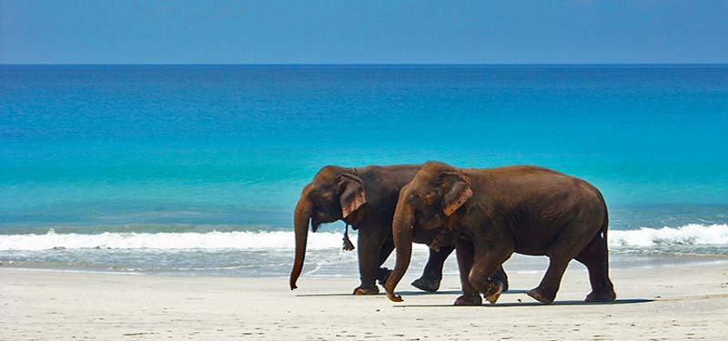 Elephant Beach in Andaman and Nicobar Islands