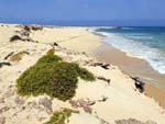 Praia de Curral Velho Beach Cape Verde
